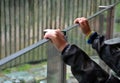 Boy holding a glass railing. His hands are trying to get to the other side. Danger of falling from the balcony of the apartment. s Royalty Free Stock Photo