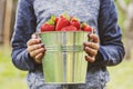 A boy is holding metal bucket with freshly picked cherries. A child is holding a bucket with juicy ripe cherries