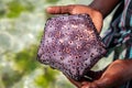 Boy holding purple starfish Royalty Free Stock Photo