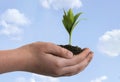 Boy holding seedling in cupped