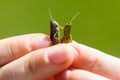 Boy holding two grasshoppers in the summer day Royalty Free Stock Photo