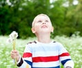 Boy holds a dandelions in hands Royalty Free Stock Photo