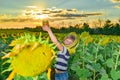 A boy holds a jar of honey in his hands above his head in a field among sunflowers against the background of the evening sky Royalty Free Stock Photo