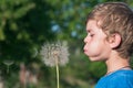 A boy holds a large dandelion in his hands Royalty Free Stock Photo