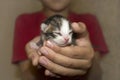 Boy holds newborn blind kitten in his arms