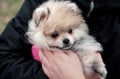 The boy holds a Pomeranian firmly in his hands. Royalty Free Stock Photo