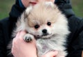 The boy holds a Pomeranian firmly in his hands. Royalty Free Stock Photo
