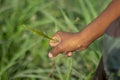 A boy holds small bundle of grass with his right hand a small bundle of grass Royalty Free Stock Photo