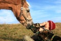 Boy, horse and dogs Royalty Free Stock Photo