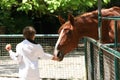 Boy and horse Royalty Free Stock Photo