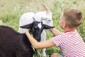 The boy hugs the goats in the field. Love and friendship with animals