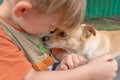 A boy hugs a little dog and feeds her off his arms, concept of friendship and trust