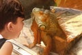Boy with iguana lizard through the glass in zoo Royalty Free Stock Photo