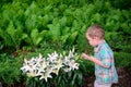 Boy Inspects Easter Lilies During an Egg Hunt