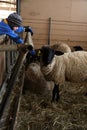 Boy leaning to touch sheep