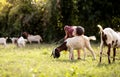 The boy lives in the countryside by raising goats