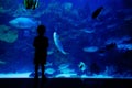 Boy looking at fishes in aquarium Royalty Free Stock Photo