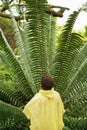 Boy Looking At Large Fern In Forest Royalty Free Stock Photo