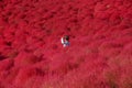 Boy among the mass of Kochia in Kokuei Hitachi Seaside Park - Hitachinaka, Ibaraki, Japan Royalty Free Stock Photo