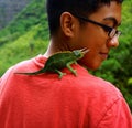 Boy with Maui Green Horned Lizard Royalty Free Stock Photo