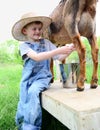 Boy milking a dairy goat