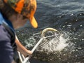 A boy netting a fish Royalty Free Stock Photo