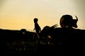 Boy and ox- Lake Inle, Burma (Myanmar)