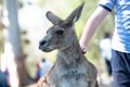 Boy patting a large grey kangaroo