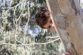 The boy peeks out from behind a tree trunk Royalty Free Stock Photo