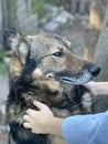 A boy pets a mongrel dog. Animal shelter advertisement Royalty Free Stock Photo