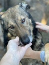 A boy pets a mongrel dog. Animal shelter advertisement Royalty Free Stock Photo