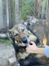 A boy pets a mongrel dog. Animal shelter advertisement Royalty Free Stock Photo