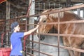 Boy Petting Horse Walworth County Fair Royalty Free Stock Photo