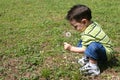 Boy Picking Dandelions From The Yard Royalty Free Stock Photo