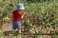 Boy picking fresh blueberries on a farm