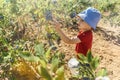 Boy picking fresh blueberries on a farm