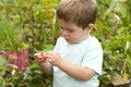 Boy picking strawberry