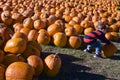 Boy picks up a pumpkin from the field