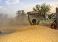 Boy piling wheat during threshing Royalty Free Stock Photo