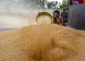 Boy piling wheat during threshing Royalty Free Stock Photo