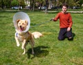 Boy playing with angry golden retriever at park wearing cone collar after surgery