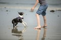 Boy playing with Boston Terrier at the beach Royalty Free Stock Photo