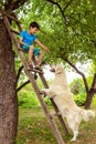 A boy playing with a dog in the garden. He sits on a wooden stepladder and feeds the dog