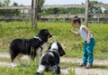 Boy playing with dogs Royalty Free Stock Photo