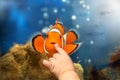 Boy playing with Nemo Clown fish