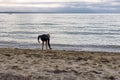 Boy playing on Saint Heliers beach