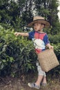 Boy plucking tea leaves