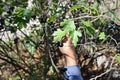 The boy plucks golden currants