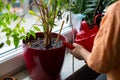 a boy is pouring a plant ficus in a pot