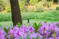 Boy practicing sport on green grass